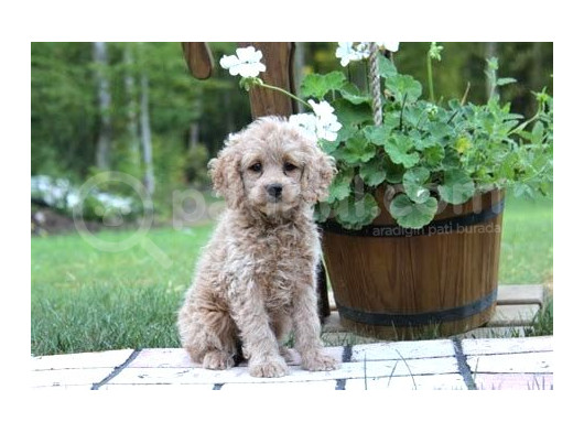 Kahve Tonlu Puppy Kıvırcık Tüylü Malti̇po Ci̇nsi̇ Yavrular