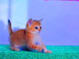 Bal Kedimiz Ny12 British Shorthair