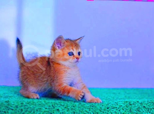 Bal Kedimiz Ny12 British Shorthair görsel