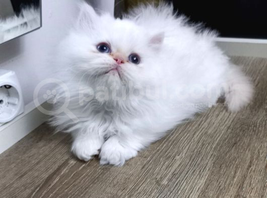 Pamuk Şeker görsel