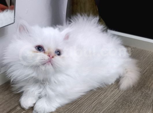 Pamuk Şeker görsel