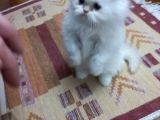 Pamuk Şeker