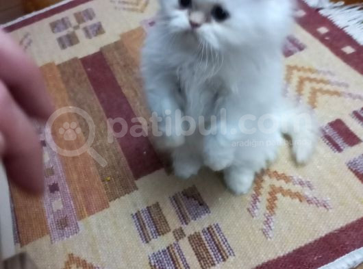 Pamuk Şeker görsel