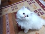 Pamuk Şeker