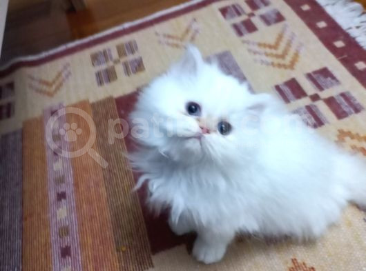 Pamuk Şeker görsel