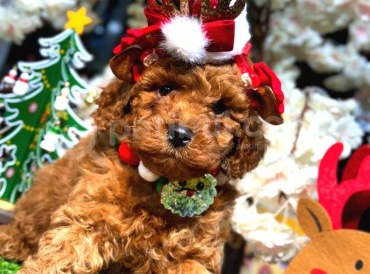 Ki̇lo Garanti̇li̇ Toy Poodle Yavrularim görsel