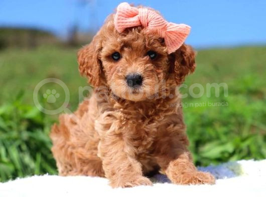 Mini Boy Puppy Kıpkırmızı Red Tooy Poodle görsel
