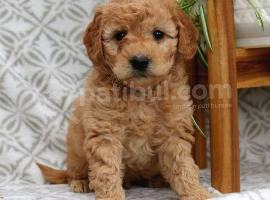 Mini Boy Puppy Kıpkırmızı Red Tooy Poodle
