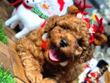 KİLO GARANTİLİ TOY POODLE YAVRULARIM