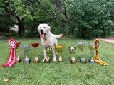 Safkan Labrador Retriever Yavruları Kıf Fcı Secere