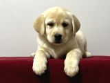Safkan Labrador Retriever yavruları kıf fcı secere