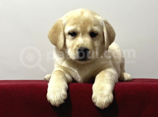 Safkan Labrador Retriever yavruları kıf fcı secere