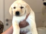 Safkan Labrador Retriever Yavruları Kıf Fcı Secere