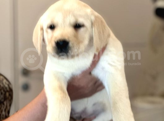 Safkan Labrador Retriever Yavruları Kıf Fcı Secere görsel