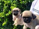 Sevimli Pug Mops Yavrular