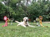 Safkan Labrador Retriever Yavruları Kıf Fcı Secere