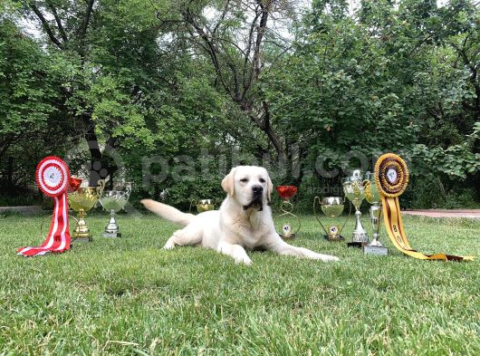 Safkan Labrador Retriever Yavruları Kıf Fcı Secere görsel