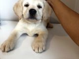 Safkan Labrador Retriever Yavruları Kıf Fcı Secere