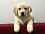 Safkan Labrador Retriever Yavruları Kıf Fcı Secere