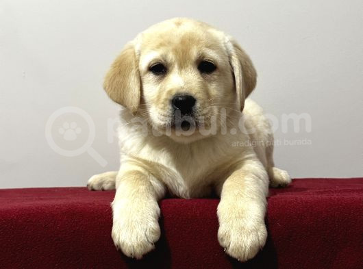 Safkan Labrador Retriever Yavruları Kıf Fcı Secere görsel
