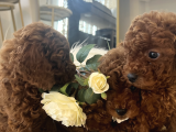 Orjinal secereli toy poodle