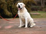 Safkan Labrador Retriever Yavruları Kıf Fcı Secere
