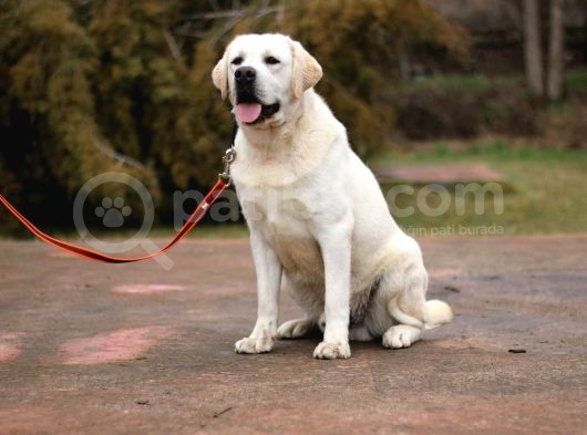 Safkan Labrador Retriever Yavruları Kıf Fcı Secere görsel