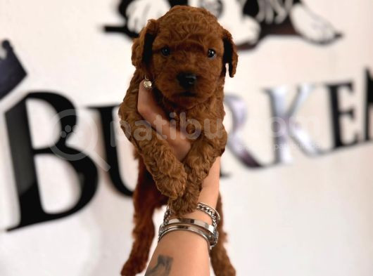 En Akıllı Apartman Köpeği A Scrli̇ Toy Poodle görsel