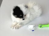 1 Erkek 1 Dişi Pomeranian Boo Yavrularımız