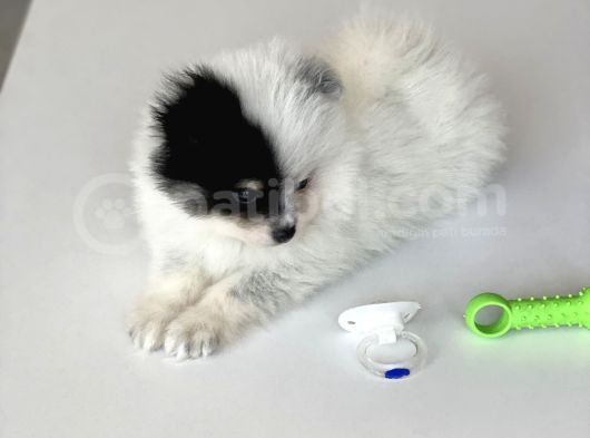 1 Erkek 1 Dişi Pomeranian Boo Yavrularımız görsel