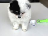 1 erkek 1 dişi pomeranian boo yavrularımız