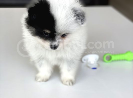 1 Erkek 1 Dişi Pomeranian Boo Yavrularımız
