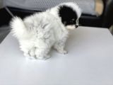 1 Erkek 1 Dişi Pomeranian Boo Yavrularımız