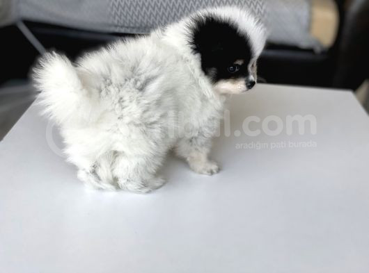 1 Erkek 1 Dişi Pomeranian Boo Yavrularımız görsel