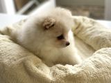 1 Erkek 1 Dişi Pomeranian Boo Yavrularımız