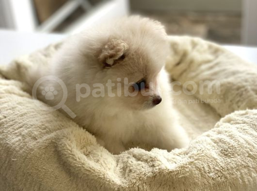 1 Erkek 1 Dişi Pomeranian Boo Yavrularımız görsel