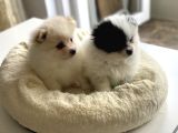 1 Erkek 1 Dişi Pomeranian Boo Yavrularımız
