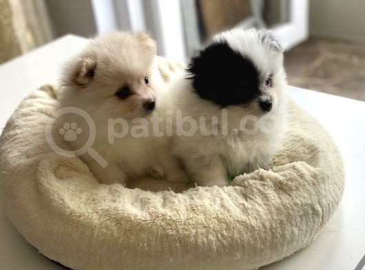 1 Erkek 1 Dişi Pomeranian Boo Yavrularımız görsel