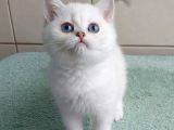 Güzel Gözlüm Silver British Shorthair