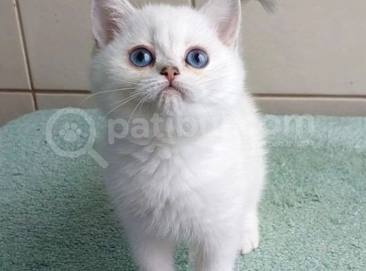 Güzel Gözlüm Silver British Shorthair görsel