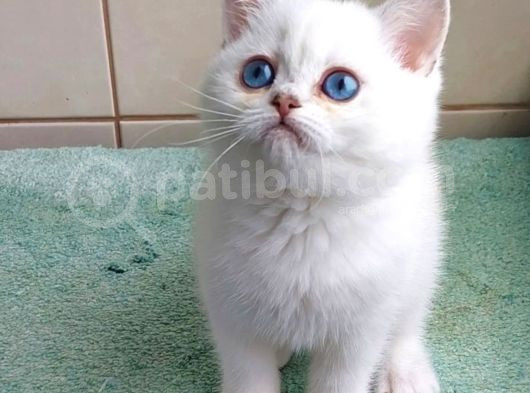 Güzel Gözlüm Silver British Shorthair
