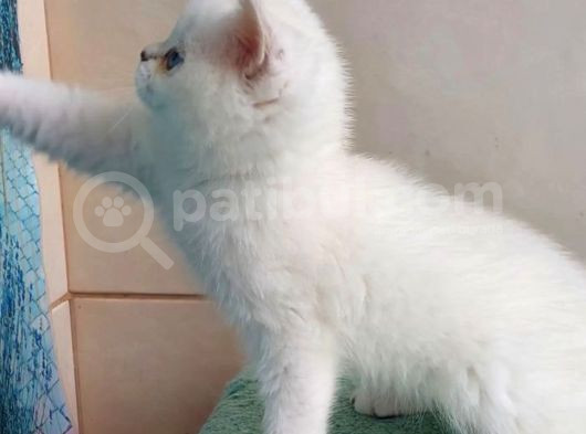 Güzel Gözlüm Silver British Shorthair görsel