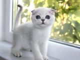 Bebek Surat Silver Scottish Fold