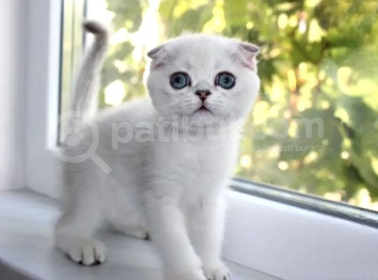 Bebek Surat Silver Scottish Fold görsel