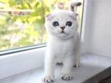 Bebek Surat Silver Scottish Fold
