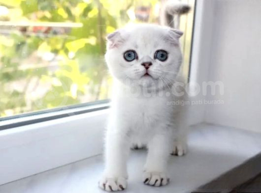 Bebek Surat Silver Scottish Fold görsel