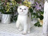 Bebek Surat Silver Scottish Fold