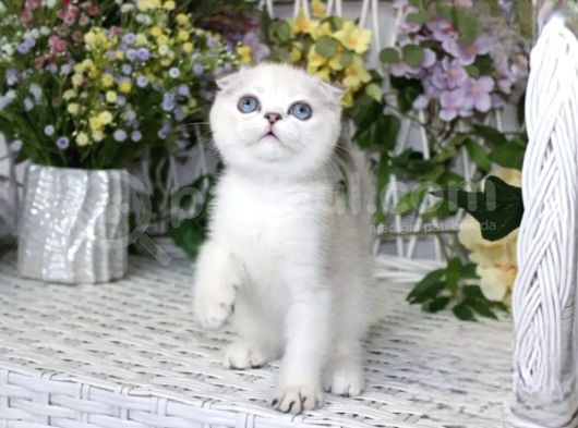 Bebek Surat Silver Scottish Fold görsel
