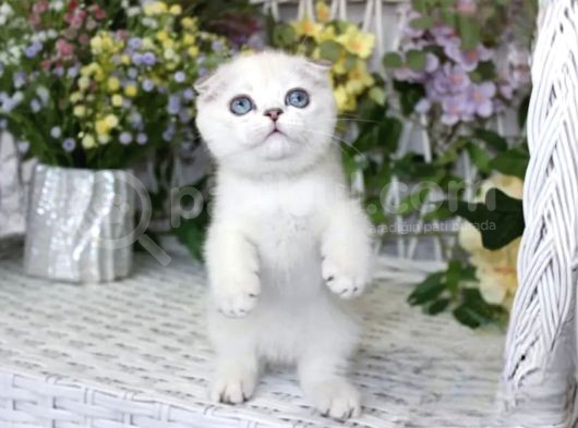 Bebek Surat Silver Scottish Fold