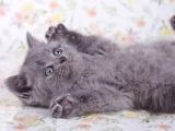 Güzellik Abidesi Gri British Shorthair